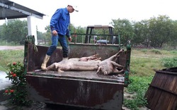 Đề nghị xử phạt nghiêm doanh nghiệp chăn nuôi lợn giấu dịch lở mồm long móng