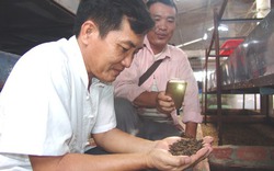 Thầy giáo chuyển nghề, về quê nuôi ruồi lấy trứng bán 30 triệu đồng/kg