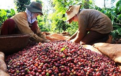 Giá cà phê và giá tiêu ngày đầu tuần biến động nhẹ