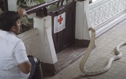 "Độc chiêu" nuôi rắn độc và rắn lành của người Thái Lan