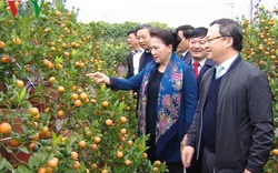 Ứng dụng nông nghiệp công nghệ cao là hướng đi đúng của Hưng Yên