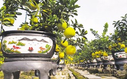 Ngắm vườn bưởi đại gia chưng Tết độc đáo ở Hưng Yên