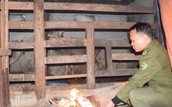 Nuôi con "tiền tỉ“, nông dân Nghệ An đốt lửa ngày đêm chăm sóc