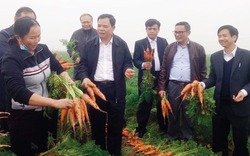 “Vựa” cà rốt lớn nhất miền Bắc vào mùa thu hoạch