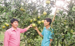 Giúp nhà nông Tuyên Quang làm giàu, có thêm nhiều việc làm