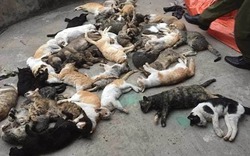 Kỳ lạ mèo ở một xã đồng loạt lăn ra chết bất thường