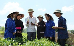 Nâng tầm thương hiệu chè sạch Xuân Lương