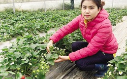 Chiêm ngưỡng vườn dâu tây CNC của thạc sỹ trẻ ở Cao Bằng