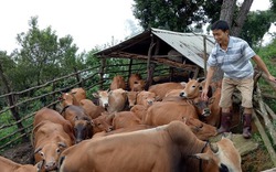 Hội Nông dân Thuận Châu: Nâng cao vai trò trong phát triển nông nghiệp