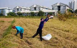 Nông dân phương Tây giàu vì biết hợp tác, nông dân Việt nghèo vì mạnh ai nấy lo