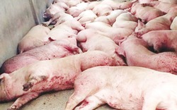 Những triệu chứng, bệnh tích điển hình có thể gây chết 100% đàn lợn