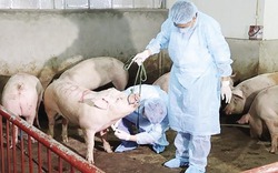 Khẩn cấp đưa bệnh tả lợn vào danh mục bệnh động vật trên cạn phải công bố dịch