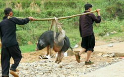 Độc đáo phong tục mổ lợn béo, gói bánh chưng đen ngày giỗ tết