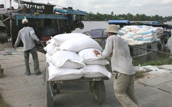 Giá gạo xuất khẩu giảm mạnh: Chậm thay đổi sản xuất sẽ “chết” nhanh