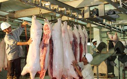 Tọa đàm trực tuyến về dịch tả lợn châu Phi, tiêu thụ thịt an toàn