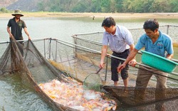 Bỏ “phát đốt, chọc trỉa”, người Jrai nuôi cá lồng thu nhập như mơ