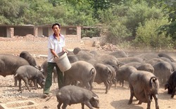 Nghi ngờ về tuyên bố chiến thắng dịch tả lợn châu Phi của Trung Quốc