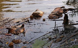 Kinh hãi lợn chết vứt đầy suối ở Lâm Đồng, mới vớt được 100 con