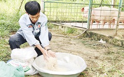 Lợn nuôi bằng thảo dược “cháy” hàng