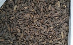 Mở trang trại nuôi ruồi lính đen để tái chế rác thải nhà bếp
