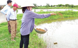 "Độc chiêu" nuôi tôm của cô giáo 9X vùng quê lúa