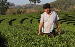 Thuận Châu đẩy mạnh tái cơ cấu nông nghiệp gắn với xây dựng NTM