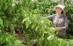 Khôi phục vị thế cây cà phê Tây Nguyên: Định hướng chuỗi sản xuất giá trị gia tăng