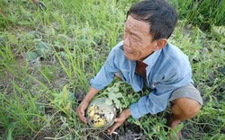 “Giải cứu” nông sản và câu chuyện “đánh đu” với thị trường Trung Quốc