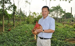 Đầu tư hàng tỷ đồng nuôi gà ri theo hướng hữu cơ