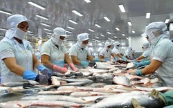 Cá tra Việt Nam “rộng cửa” tại Trung Quốc, sản phẩm lên “sàn” Alibaba