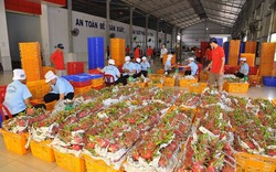 Trái cây Việt tìm đường sang các thị trường "khó tính'