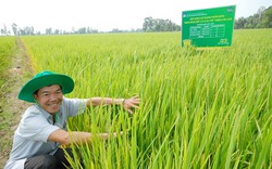 Thay đổi cách trồng lúa theo mô hình chất lượng cao giúp tăng giá bán