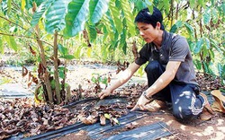 Chống hạn ở Đăk Lăk: Công nghệ tưới nhỏ giọt đem lại hiệu quả cao