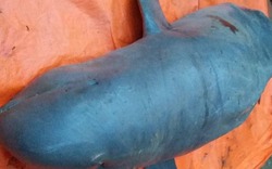 Clip cá lạ dài trên 2 m mắc lưới trên sông Cổ Chiên, nghi là cá heo chuột quý hiếm