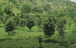 Trang trại trồng cây tỷ đô "khổng lồ" ở Đà Lạt
