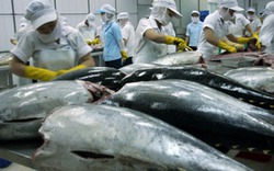 Xuất khẩu cá ngừ sang Chile tăng hơn 6 lần nhờ hiệp định thương mại song phương
