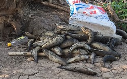 Nguyên nhân ô nhiễm sông ở Hậu Giang khiến cá, tôm "chầu trời"
