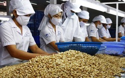 Trung Quốc tăng mua hạt điều, mở nhà máy dọc biên giới VN