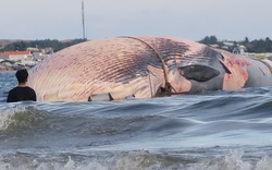 Xác cá voi nặng 15 tấn trôi dạt trên biển Bình Thuận