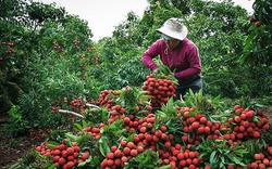 Vải thiều đầu mùa: Cung không đủ cầu giá cao tới 100.000 đồng/kg