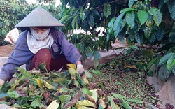 Giá cà phê Tây Nguyên giảm kỷ lục, tỷ phú biến thành... con nợ