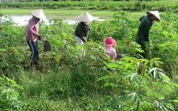 Cây mì 'vượt rào' quy hoạch