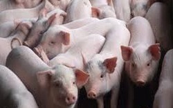 Nguy cơ thiếu hụt thịt lợn vào cuối năm 2019