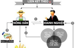 Bến Tre: Hình thành mối liên kết tiêu thụ giữa nông dân với doanh nghiệp