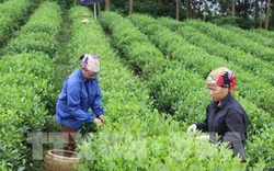 Tp. Hồ Chí Minh tìm giải pháp phát triển kinh tế tập thể nông nghiệp
