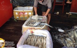 Cà Mau: Giá cá chét tăng kỷ lục, ngư dân lãi to