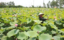 Trồng sen cao sản trên quê lúa