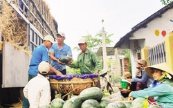 Đăng ký mã số vùng trồng: Làm nhanh kẻo muộn