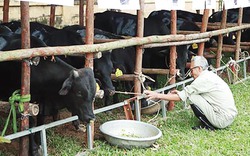 Hà Nội, Thái Bình - hạt nhân chăn nuôi đại gia súc