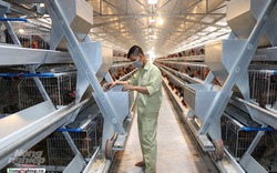 Sản xuất gà giống công nghệ hiện đại